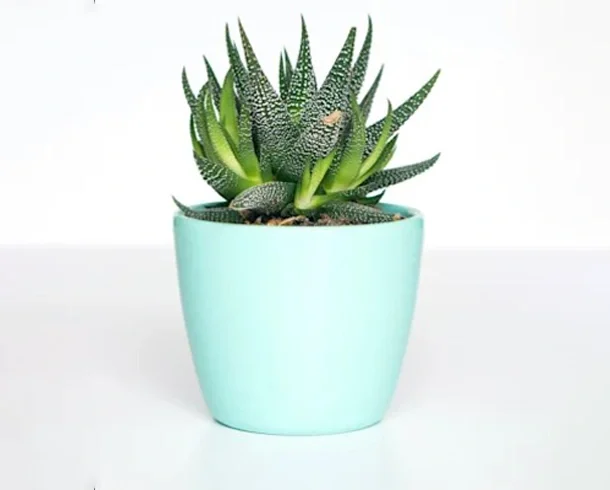 Compound_Background_Remove